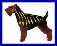 a well breed Welsh Terrier dog
